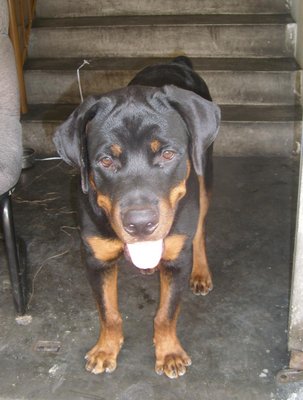 Rottweiler Puppy Male - Rottweiler Dog