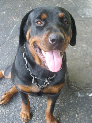 Adult Rottweiler Male Dino - Rottweiler Dog