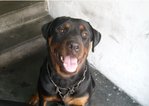 Adult Rottweiler Male Dino - Rottweiler Dog