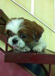 Happy - Shih Tzu Dog