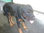 Adult Rottweilier Bobby - Rottweiler Dog