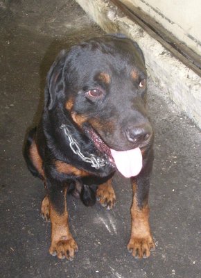 Adult Rottweilier Bobby - Rottweiler Dog