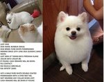 Bun Bun - Pomeranian Dog