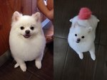 Bun Bun - Pomeranian Dog