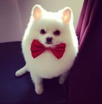 Bun Bun - Pomeranian Dog