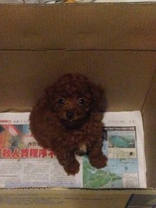 Poody - Poodle Dog