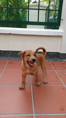 Clover - Mixed Breed Dog