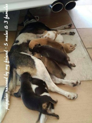 8  Puppies (5 Males &amp; 3 Females) - Mixed Breed Dog