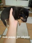 Male puppy(A) still available