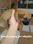 female puppy(C) still available