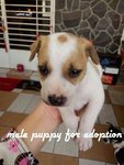 Male puppy(D) still available