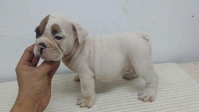 PF57841 - English Bulldog Dog