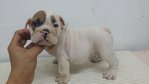 PF57841 - English Bulldog Dog