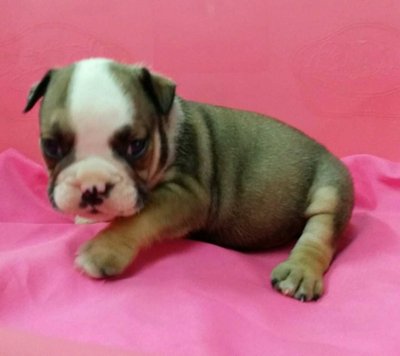 PF57843 - English Bulldog Dog