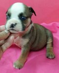 PF57843 - English Bulldog Dog