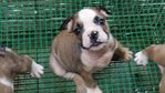 PF57843 - English Bulldog Dog