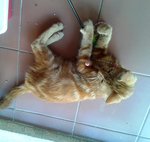 Oyen - Domestic Medium Hair Cat