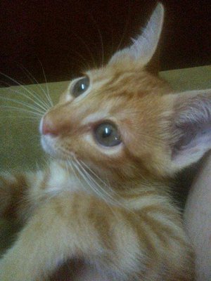 Orange - Domestic Short Hair Cat