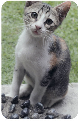 Juju - Calico + Domestic Short Hair Cat