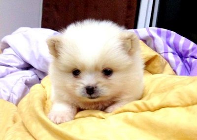 Lovely Pomeranian Puppy  - Pomeranian Dog