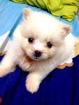 Lovely Pomeranian Puppy  - Pomeranian Dog