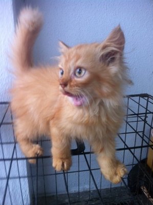 Semi Flat Persian Kittens Mixed  - Persian + Himalayan Cat