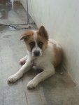 Xiao Bai Looking For New Home - Mixed Breed Dog