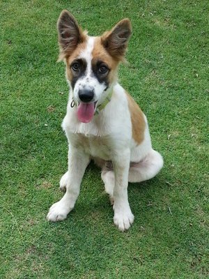 Xiao Bai Looking For New Home - Mixed Breed Dog