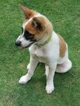 Xiao Bai Looking For New Home - Mixed Breed Dog