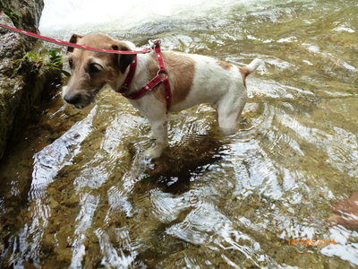 Becky - Jack Russell Terrier (Parson Russell Terrier) + Jack Russell Terrier Dog