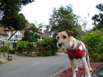 Becky - Jack Russell Terrier (Parson Russell Terrier) + Jack Russell Terrier Dog