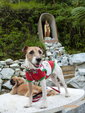 Becky - Jack Russell Terrier (Parson Russell Terrier) + Jack Russell Terrier Dog