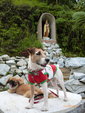 Becky - Jack Russell Terrier (Parson Russell Terrier) + Jack Russell Terrier Dog