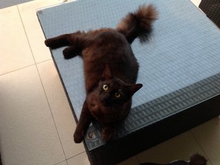 Charcoals  - Domestic Short Hair Cat