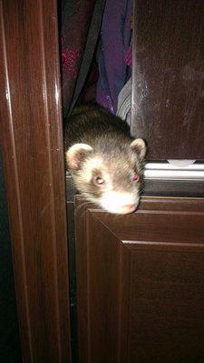 Casey - Ferret Small & Furry