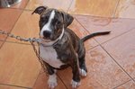 Pitbull Puppy  - Pit Bull Terrier Dog