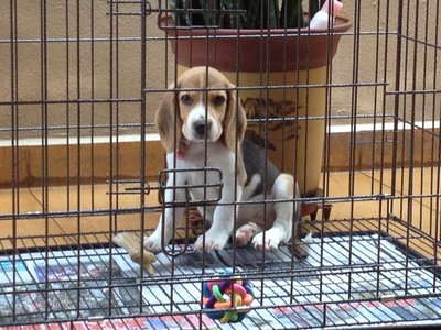 PF57919 - Beagle Dog