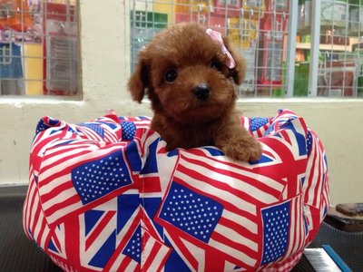 Quality Taiwan Tiny Toy Poodle  - Poodle Dog