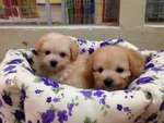 Quality Taiwan Tiny Toy Poodle  - Poodle Dog