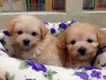 Quality Taiwan Tiny Toy Poodle  - Poodle Dog