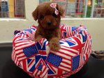 Quality Taiwan Tiny Toy Poodle  - Poodle Dog