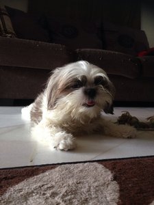 Phoebe - Shih Tzu Dog