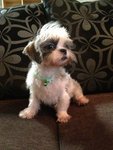 Phoebe - Shih Tzu Dog