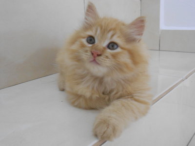 Garfields - Persian + Domestic Long Hair Cat