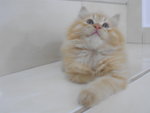 Garfields - Persian + Domestic Long Hair Cat