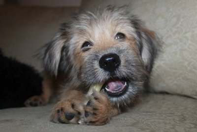 Lucifer - Labrador Retriever + Terrier Dog