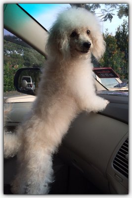 Gg (Pronounced As Gigi) - Poodle Dog