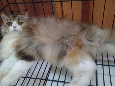 Twinkle - Persian + Domestic Long Hair Cat