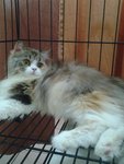 Twinkle - Persian + Domestic Long Hair Cat