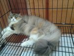 Twinkle - Persian + Domestic Long Hair Cat